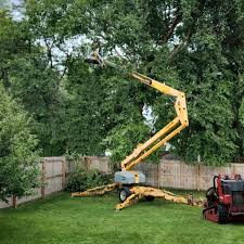 Best Root Management and Removal  in Glenmont, MD