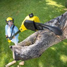 Best Storm Damage Tree Cleanup  in Glenmont, MD