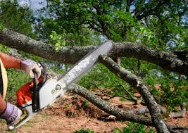 Best Utility Line Clearance  in Glenmont, MD