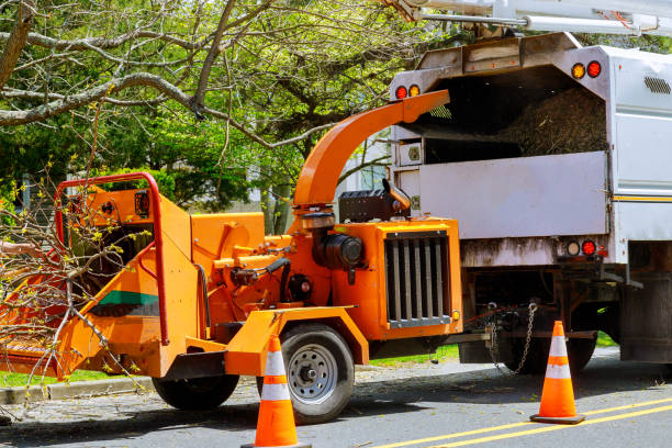 Best Arborist Consultation Services  in Glenmont, MD