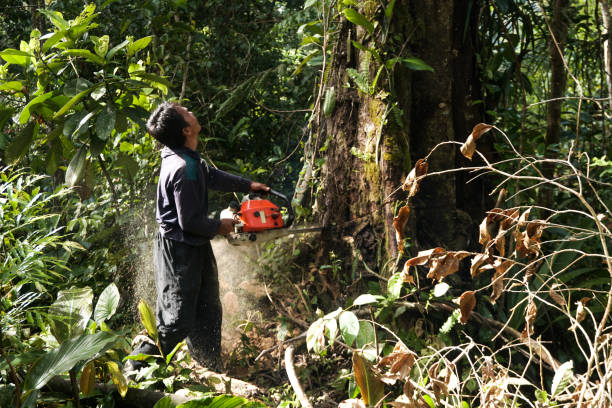 Trusted Glenmont, MD Tree Removal Experts