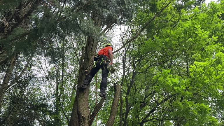 Best Stump Grinding and Removal  in Glenmont, MD
