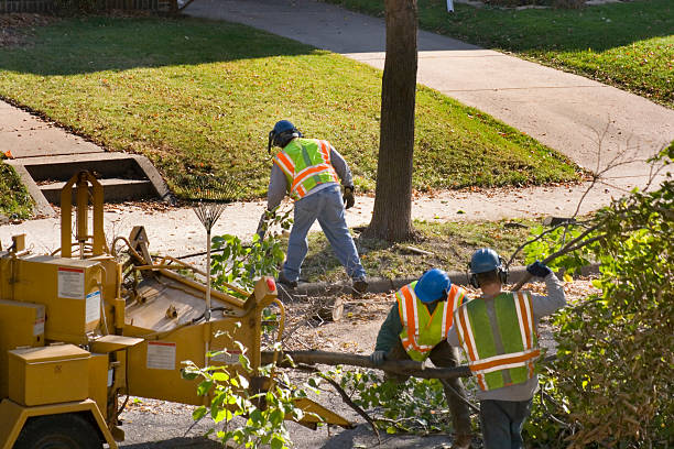 Seasonal Cleanup (Spring/Fall) in Glenmont, MD