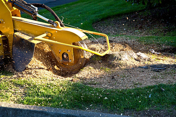 Best Firewood Processing and Delivery  in Glenmont, MD