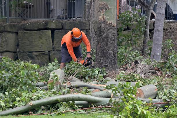 Best Tree and Shrub Care  in Glenmont, MD