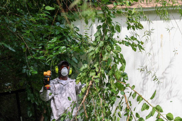 Best Arborist Consultation Services  in Glenmont, MD