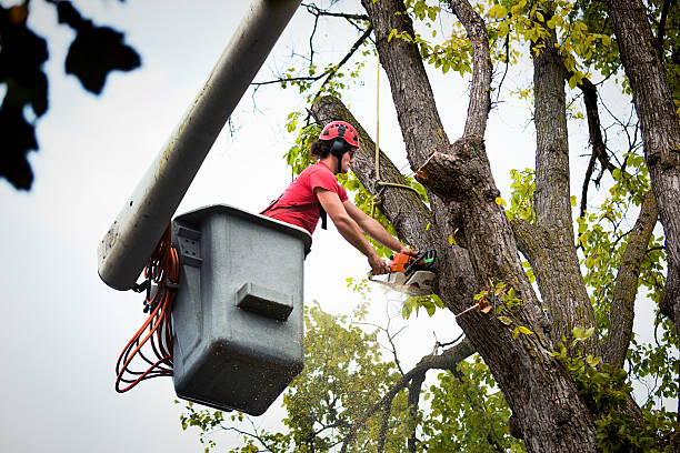 Best Tree Disease Treatment  in Glenmont, MD