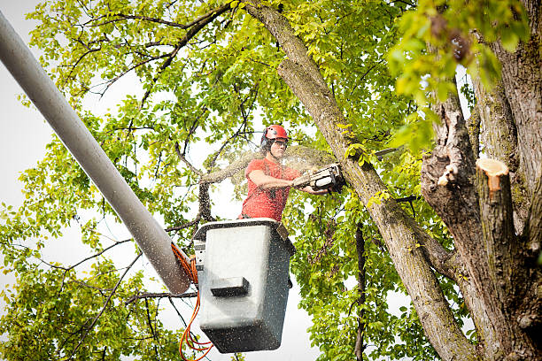 How Our Tree Care Process Works  in  Glenmont, MD