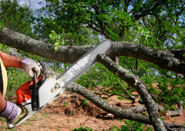 Best Fruit Tree Pruning  in Glenmont, MD