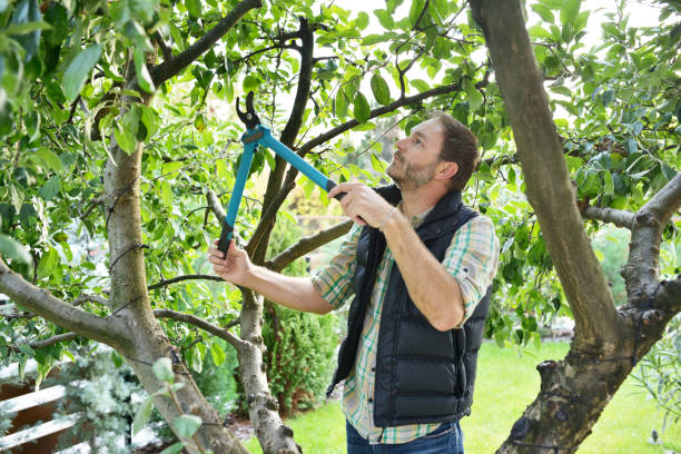 Best Tree Risk Assessment  in Glenmont, MD